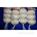 Export Pure White Garlic